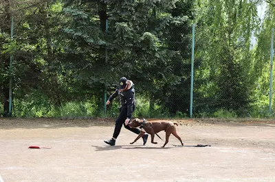 Dog Center - Szkolenie psów Koszalin